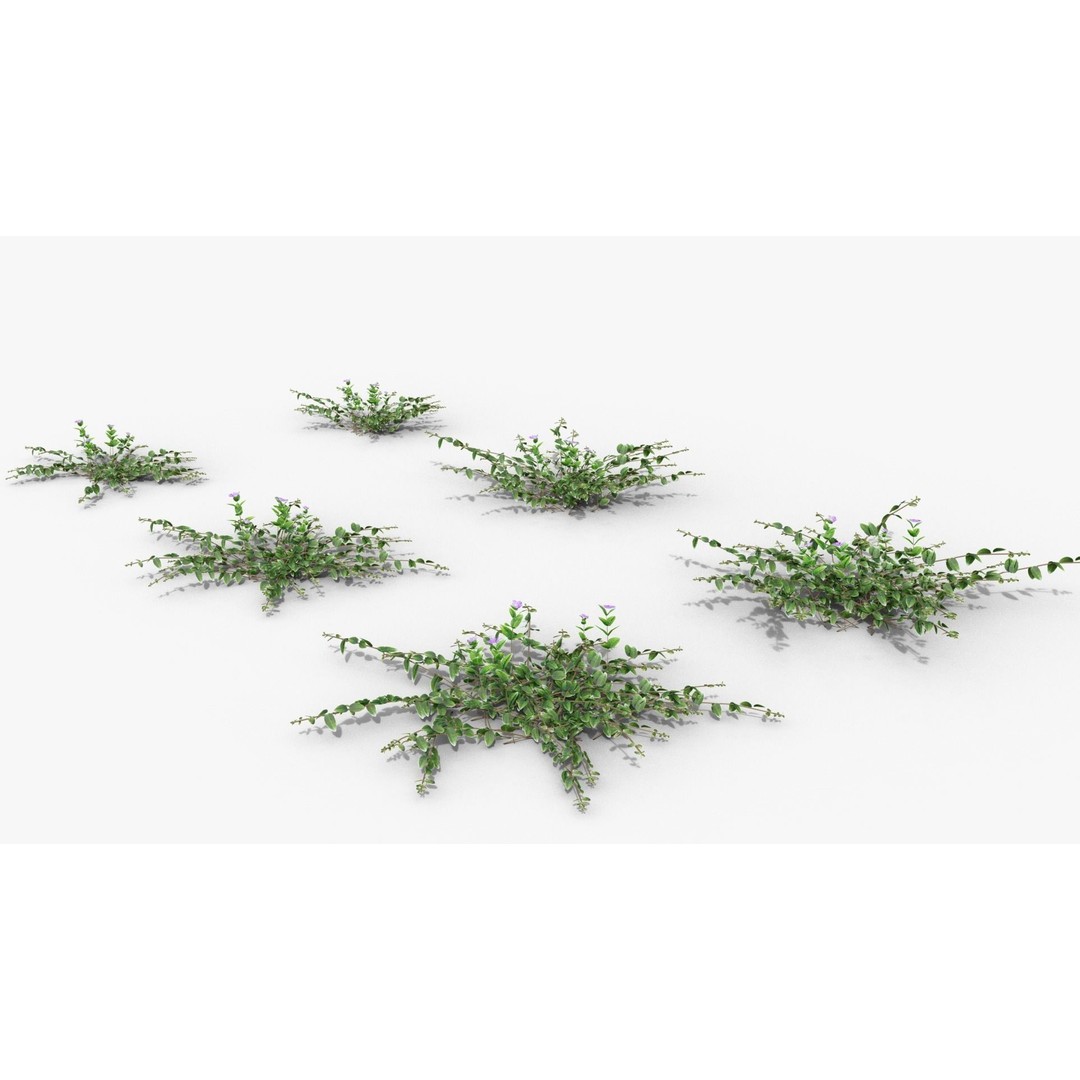 Vinca Minor 3D Model – Low Poly Ground Cover Plant, Blender - View 22