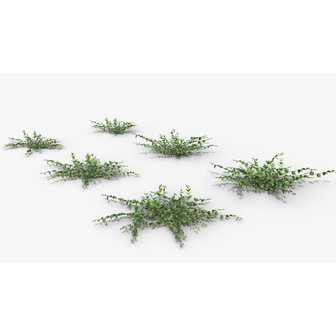 Vinca Minor 3D Model – Low Poly Ground Cover Plant, Blender - View 23