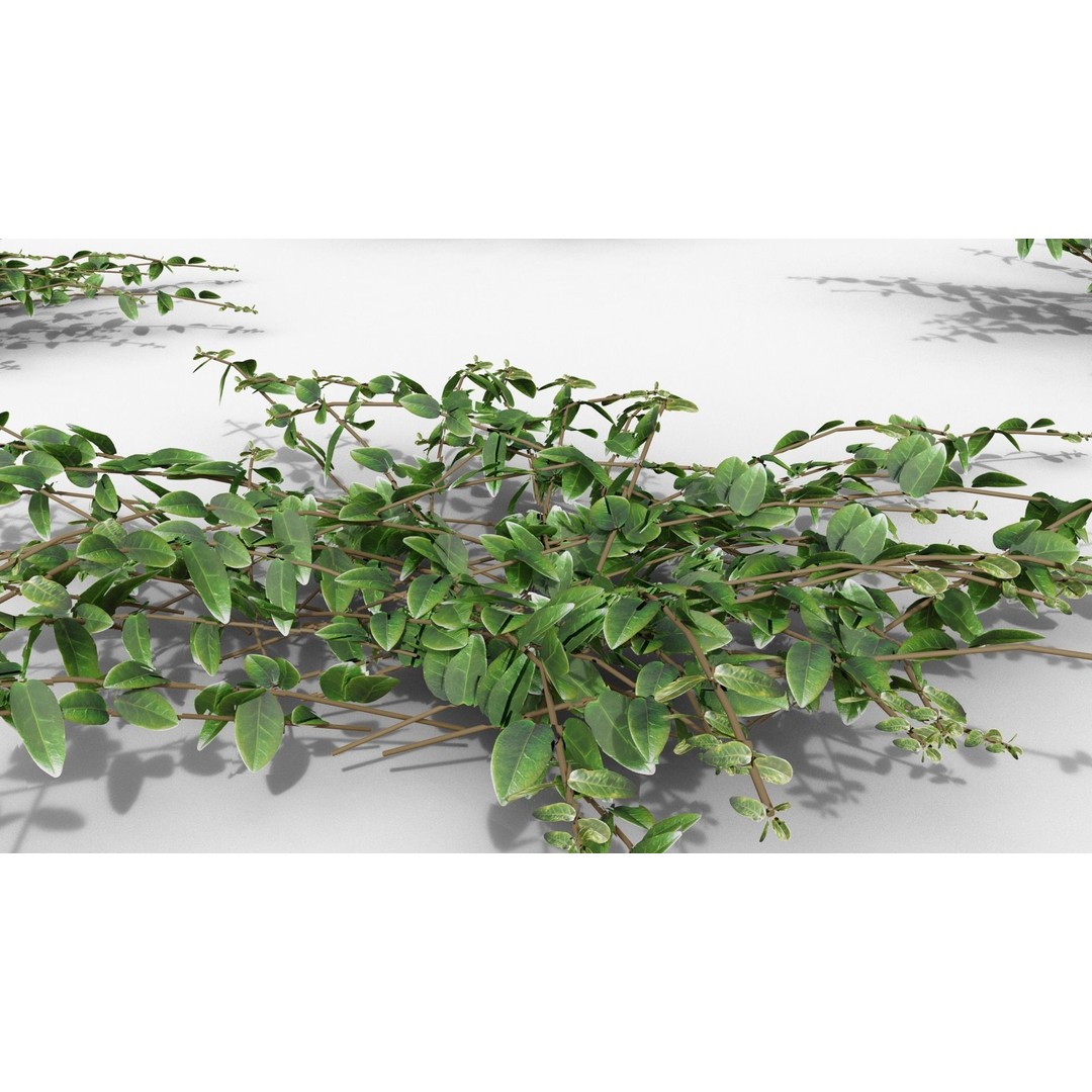 Vinca Minor 3D Model – Low Poly Ground Cover Plant, Blender - View 24