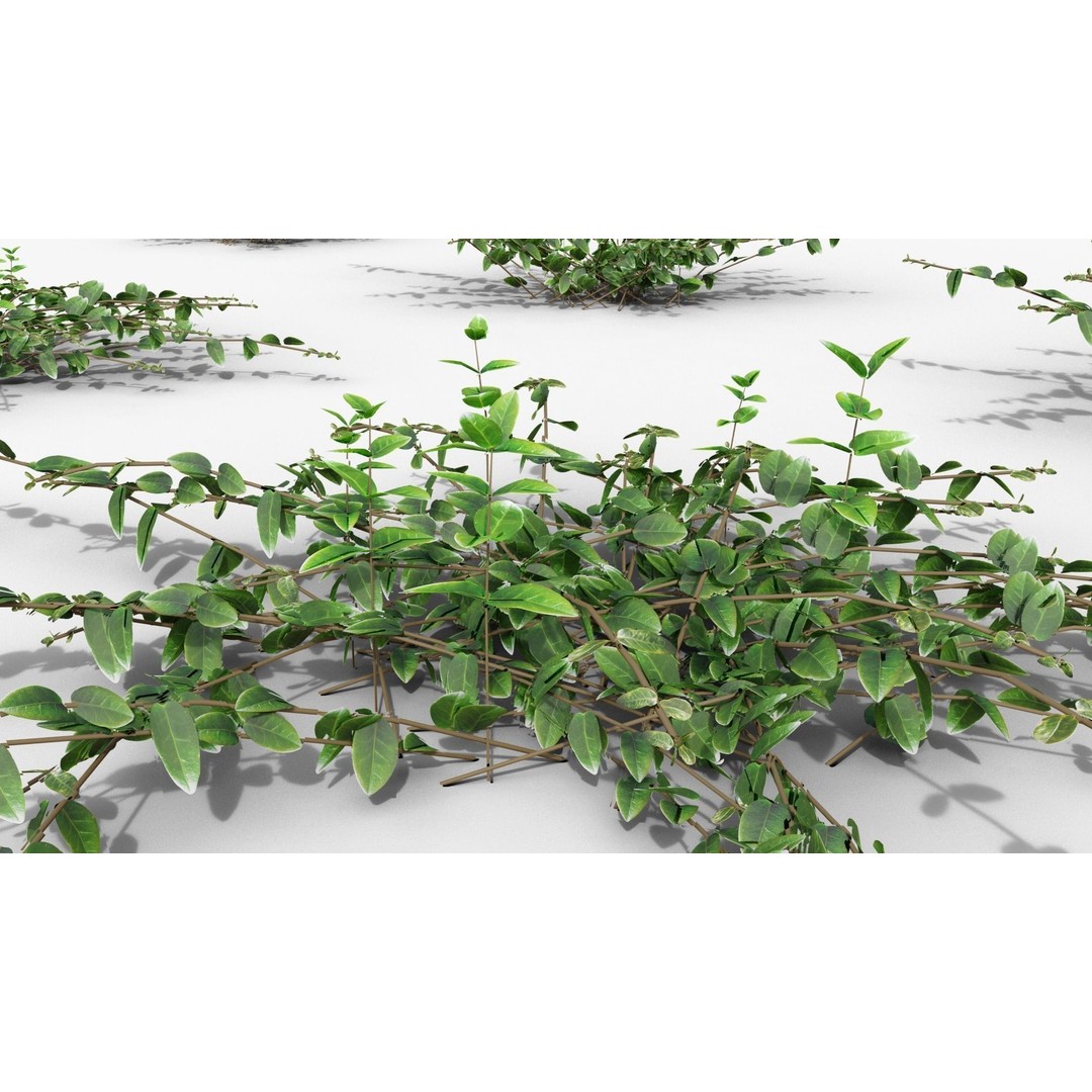 Vinca Minor 3D Model – Low Poly Ground Cover Plant, Blender - View 25