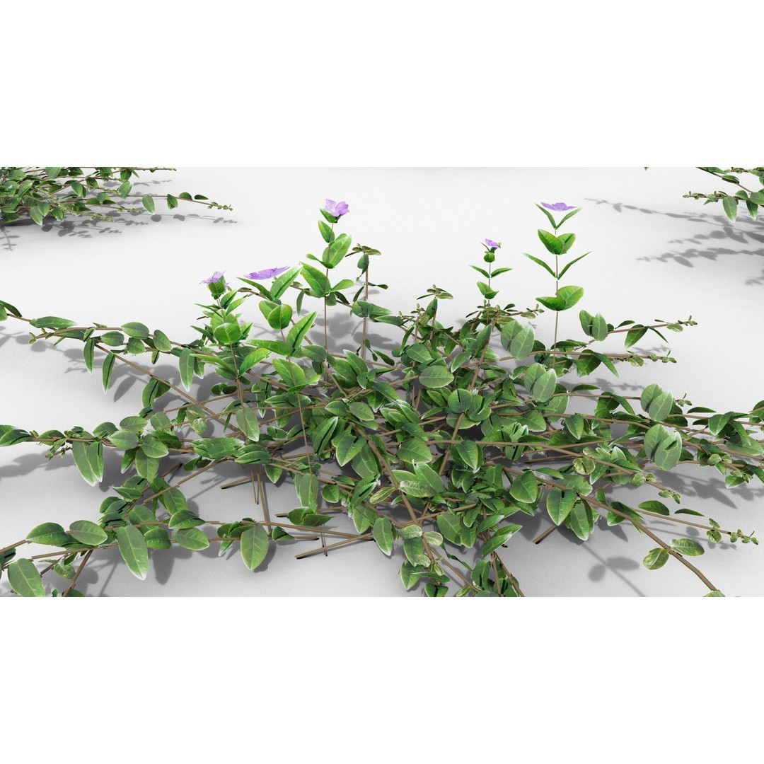 Vinca Minor 3D Model – Low Poly Ground Cover Plant, Blender - View 26