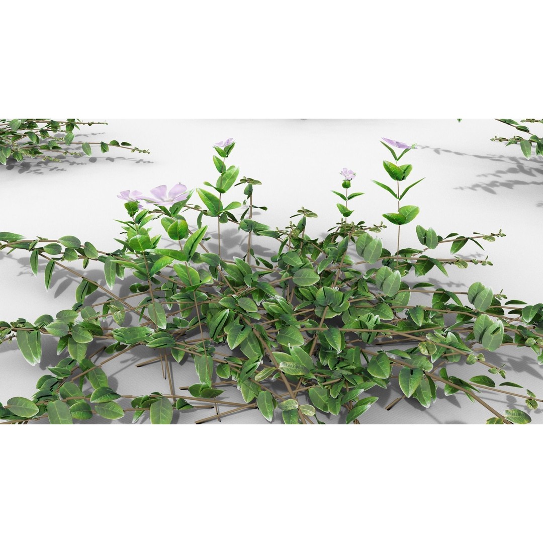 Vinca Minor 3D Model – Low Poly Ground Cover Plant, Blender - View 27