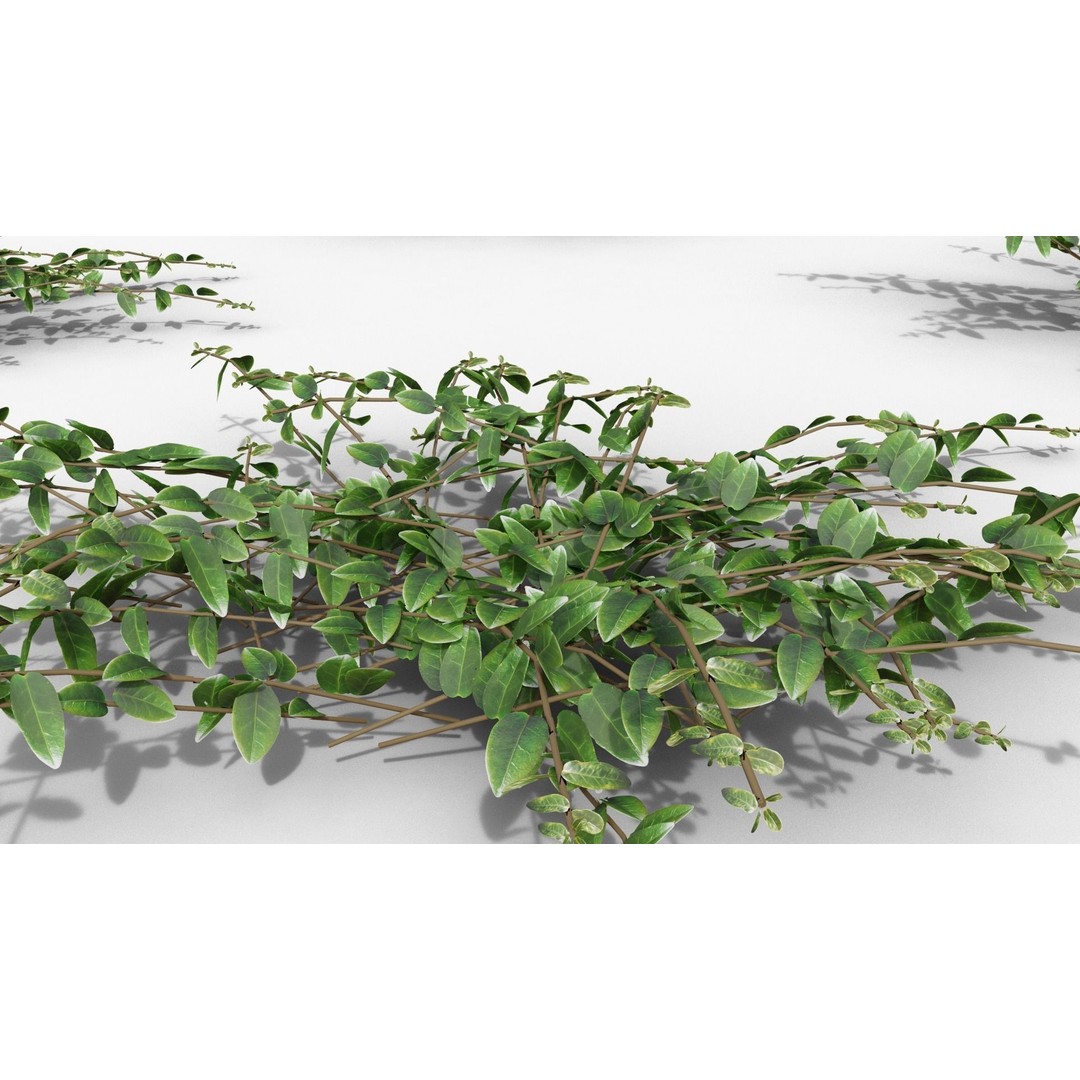 Vinca Minor 3D Model – Low Poly Ground Cover Plant, Blender - View 28