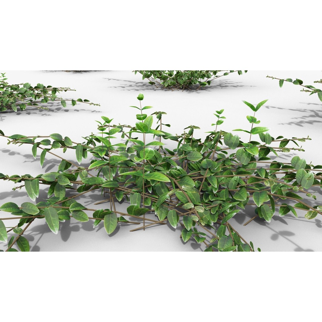 Vinca Minor 3D Model – Low Poly Ground Cover Plant, Blender - View 29
