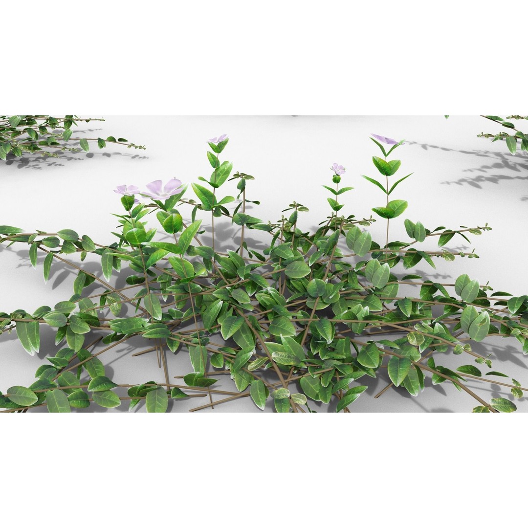 Vinca Minor 3D Model – Low Poly Ground Cover Plant, Blender - View 31