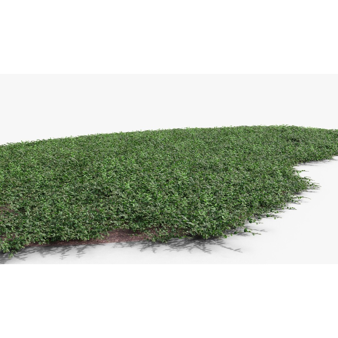 Vinca Minor 3D Model – Low Poly Ground Cover Plant, Blender - View 6