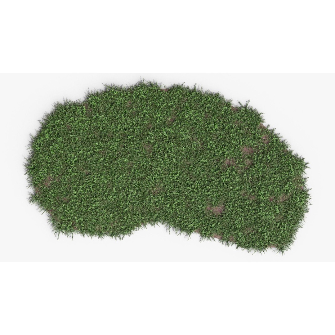 Vinca Minor 3D Model – Low Poly Ground Cover Plant, Blender - View 8