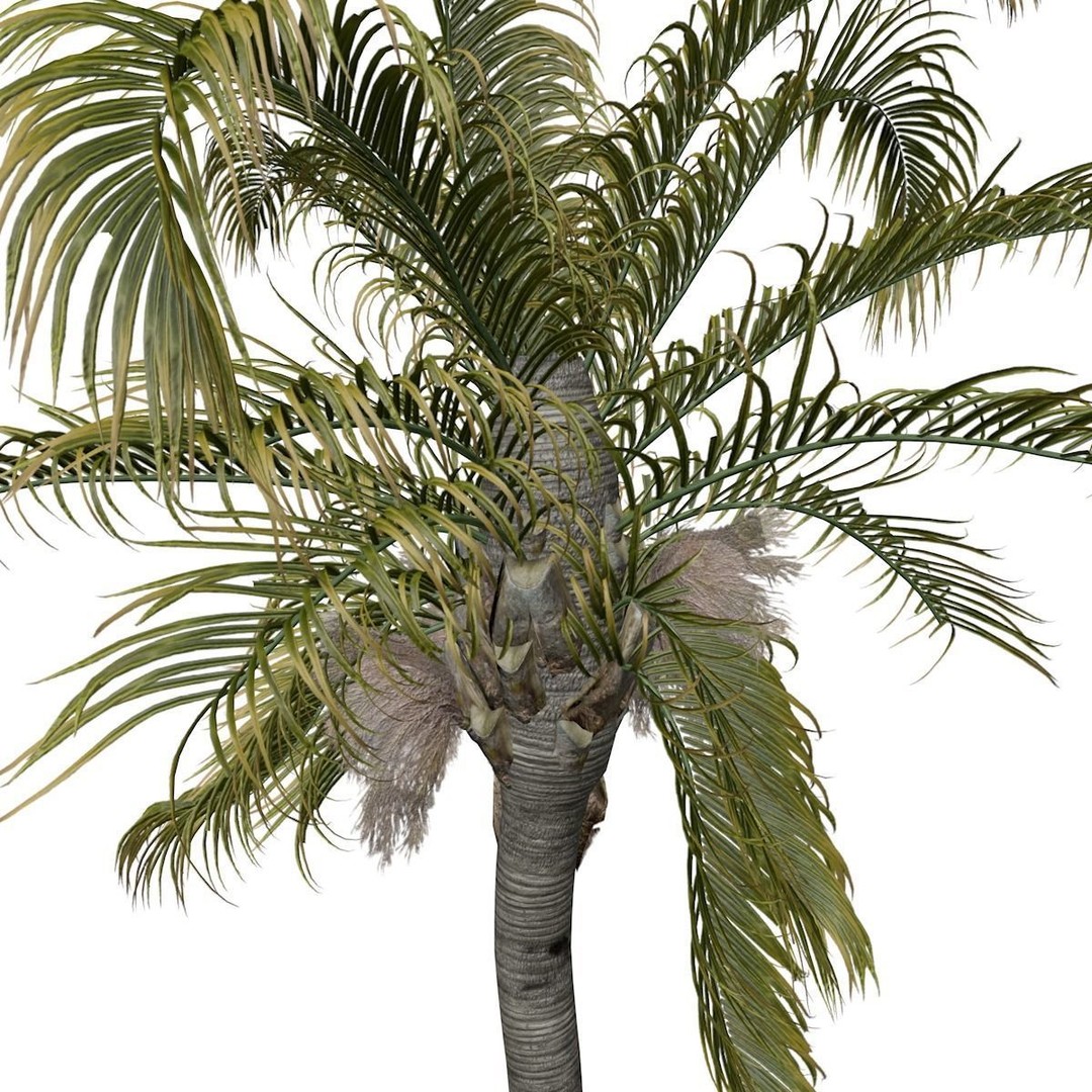 Queen Palm Tree 3D Model – Photorealistic Plant Asset, FBX, Game Ready