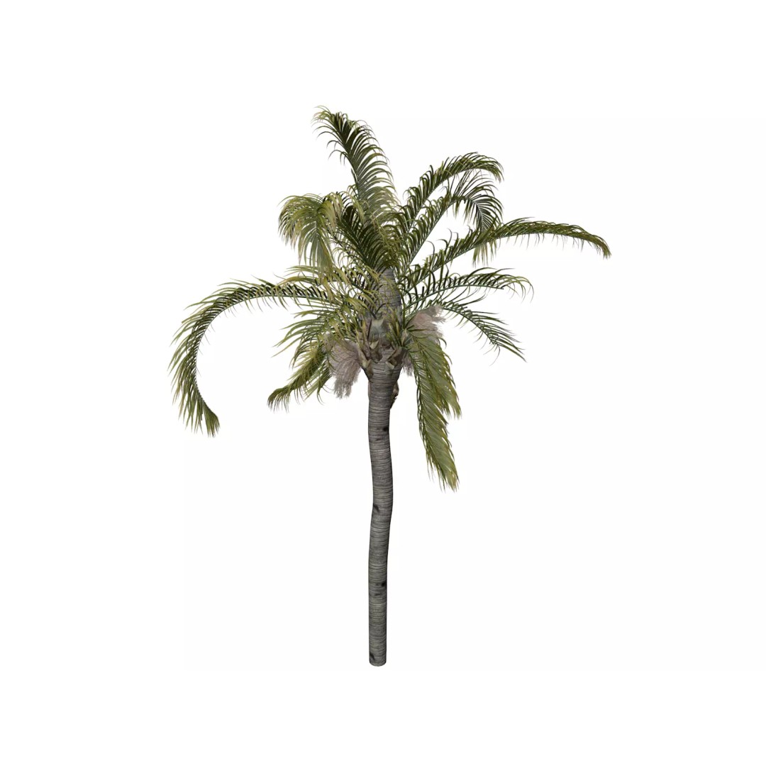Queen Palm Tree 3D Model – Photorealistic Plant Asset, FBX, Game Ready - View 2