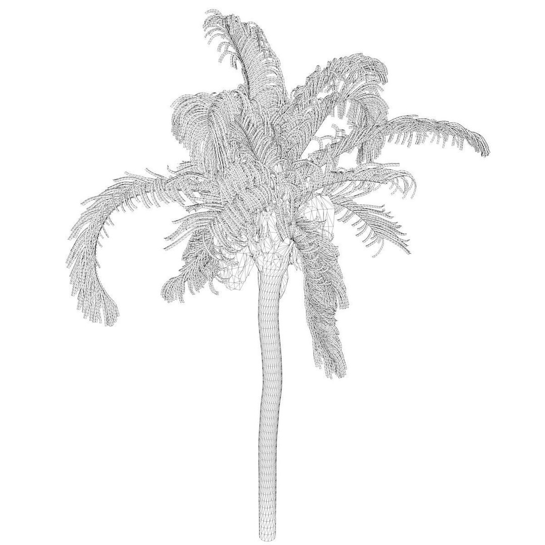 Queen Palm Tree 3D Model – Photorealistic Plant Asset, FBX, Game Ready - View 3