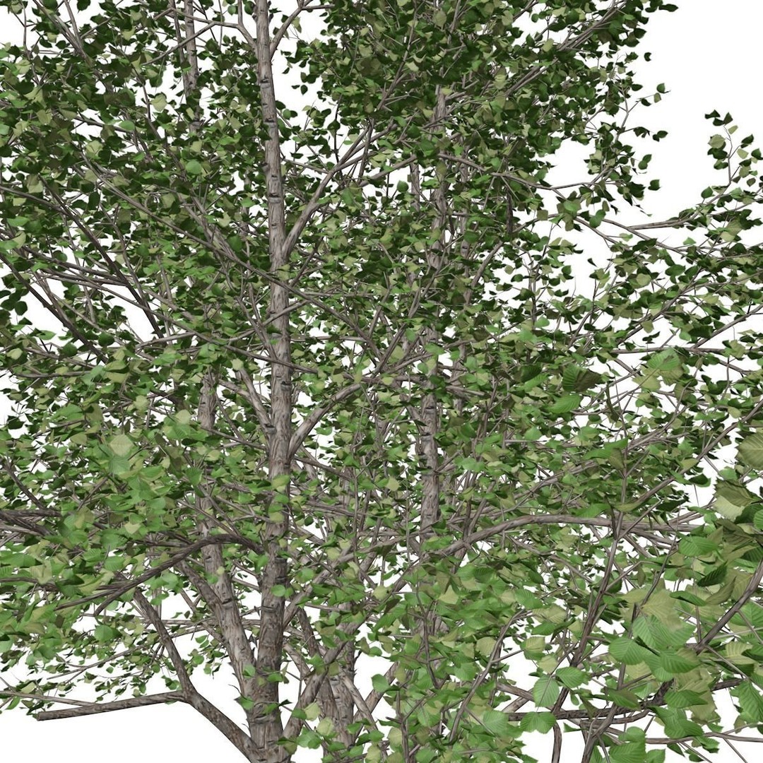 River Birch Tree 3D Model – Photorealistic PBR Asset for Archviz