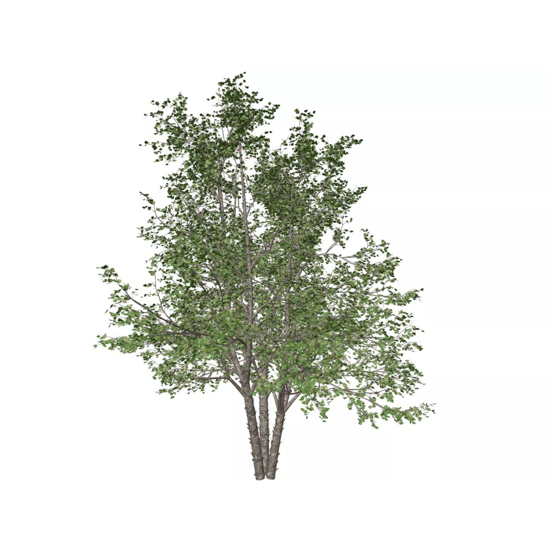 River Birch Tree 3D Model – Photorealistic PBR Asset for Archviz - View 2