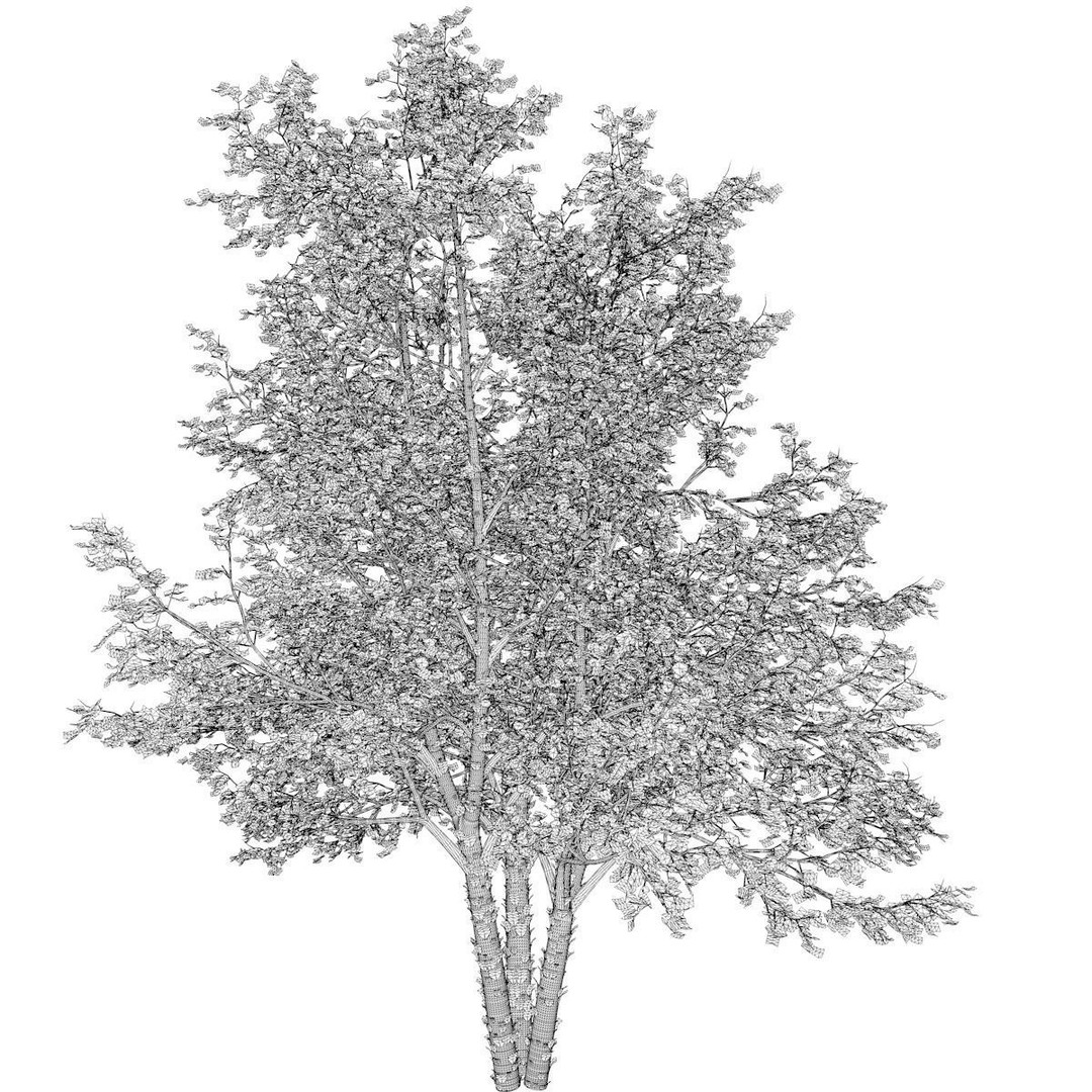 River Birch Tree 3D Model – Photorealistic PBR Asset for Archviz - View 3