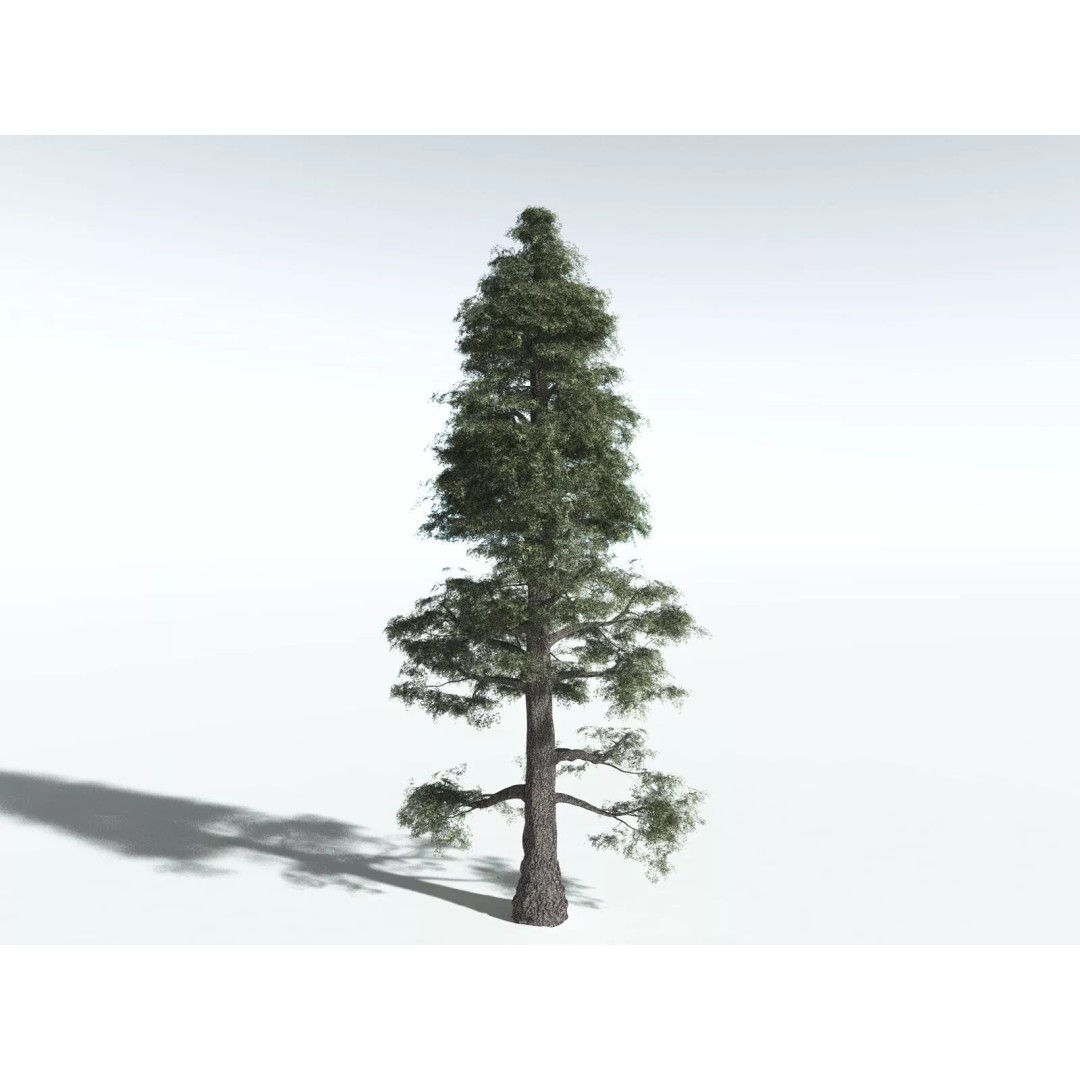 Sitka Spruce 3D Model – High Poly PBR Tree Asset, FBX - View 10