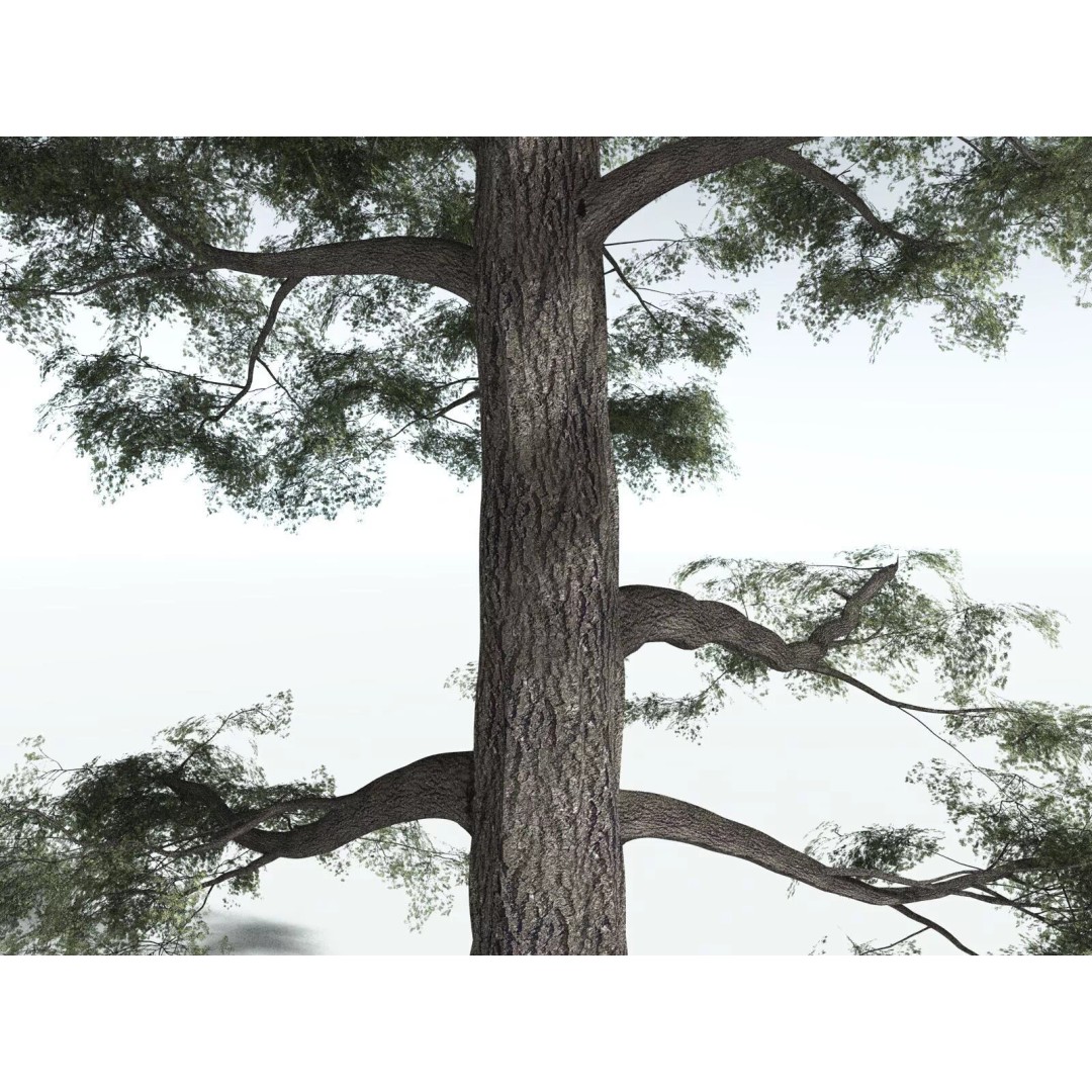 Sitka Spruce 3D Model – High Poly PBR Tree Asset, FBX - View 11