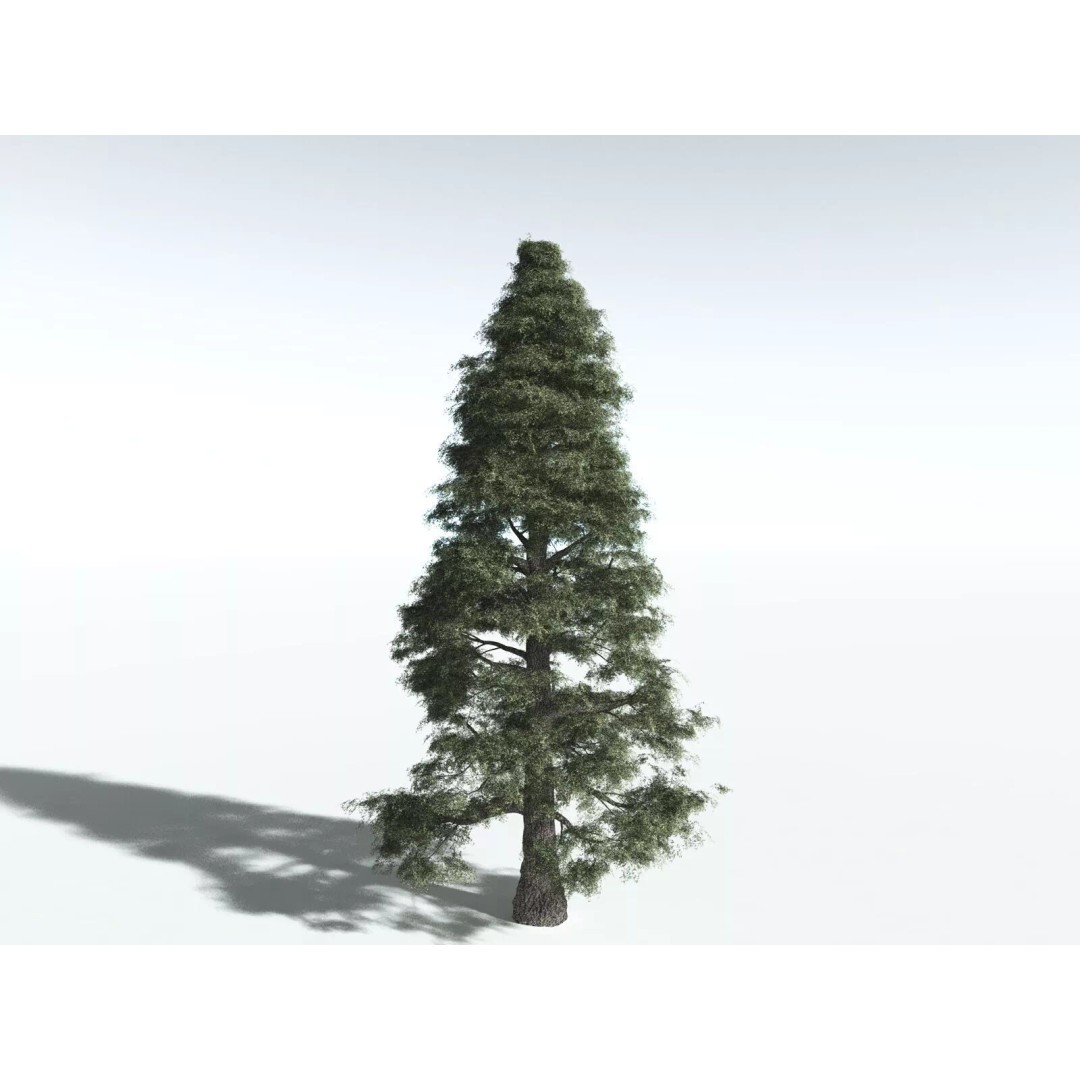 Sitka Spruce 3D Model – High Poly PBR Tree Asset, FBX - View 12