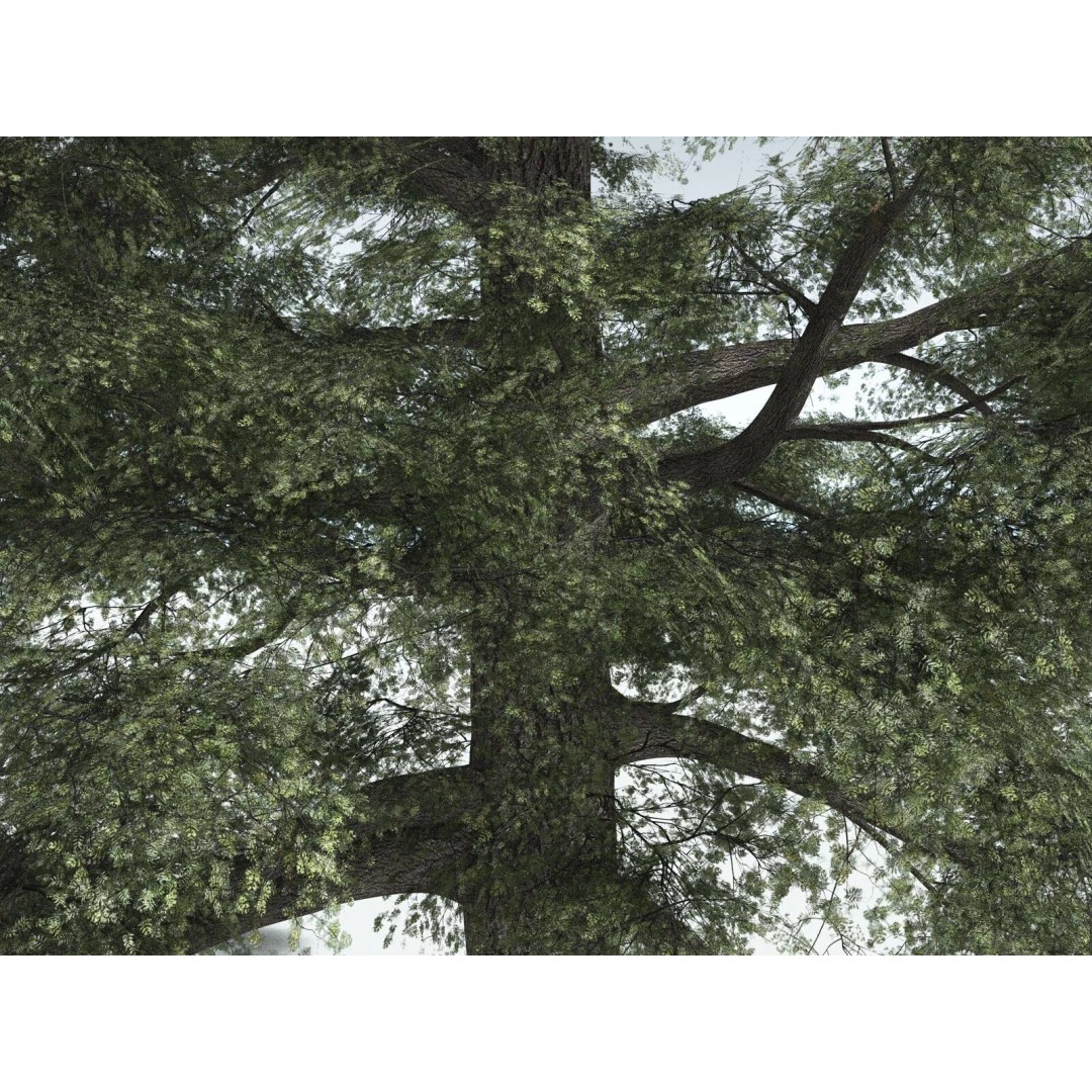 Sitka Spruce 3D Model – High Poly PBR Tree Asset, FBX - View 13