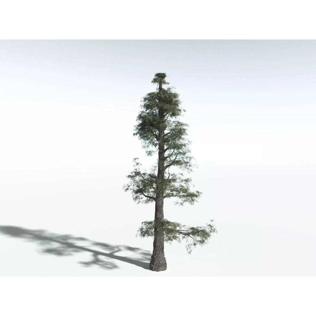Sitka Spruce 3D Model – High Poly PBR Tree Asset, FBX - View 14