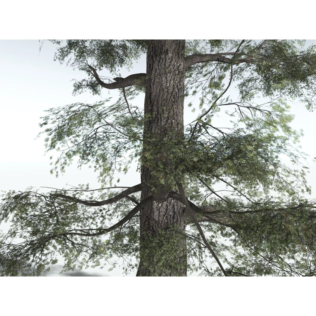 Sitka Spruce 3D Model – High Poly PBR Tree Asset, FBX - View 15