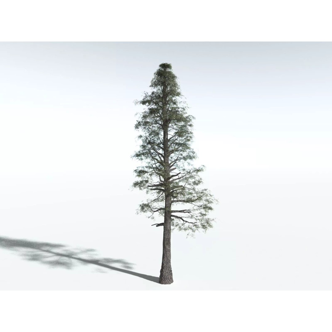 Sitka Spruce 3D Model – High Poly PBR Tree Asset, FBX - View 16