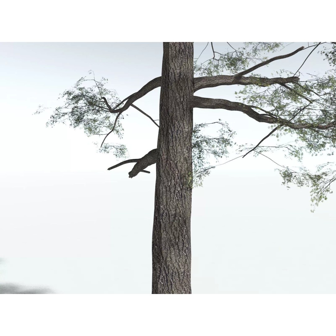 Sitka Spruce 3D Model – High Poly PBR Tree Asset, FBX - View 17