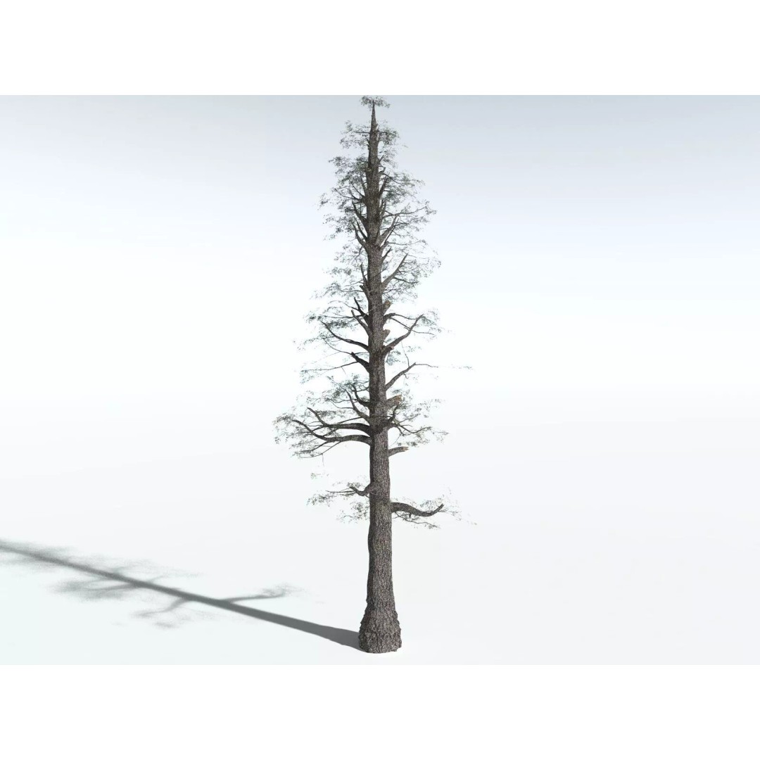 Sitka Spruce 3D Model – High Poly PBR Tree Asset, FBX - View 18