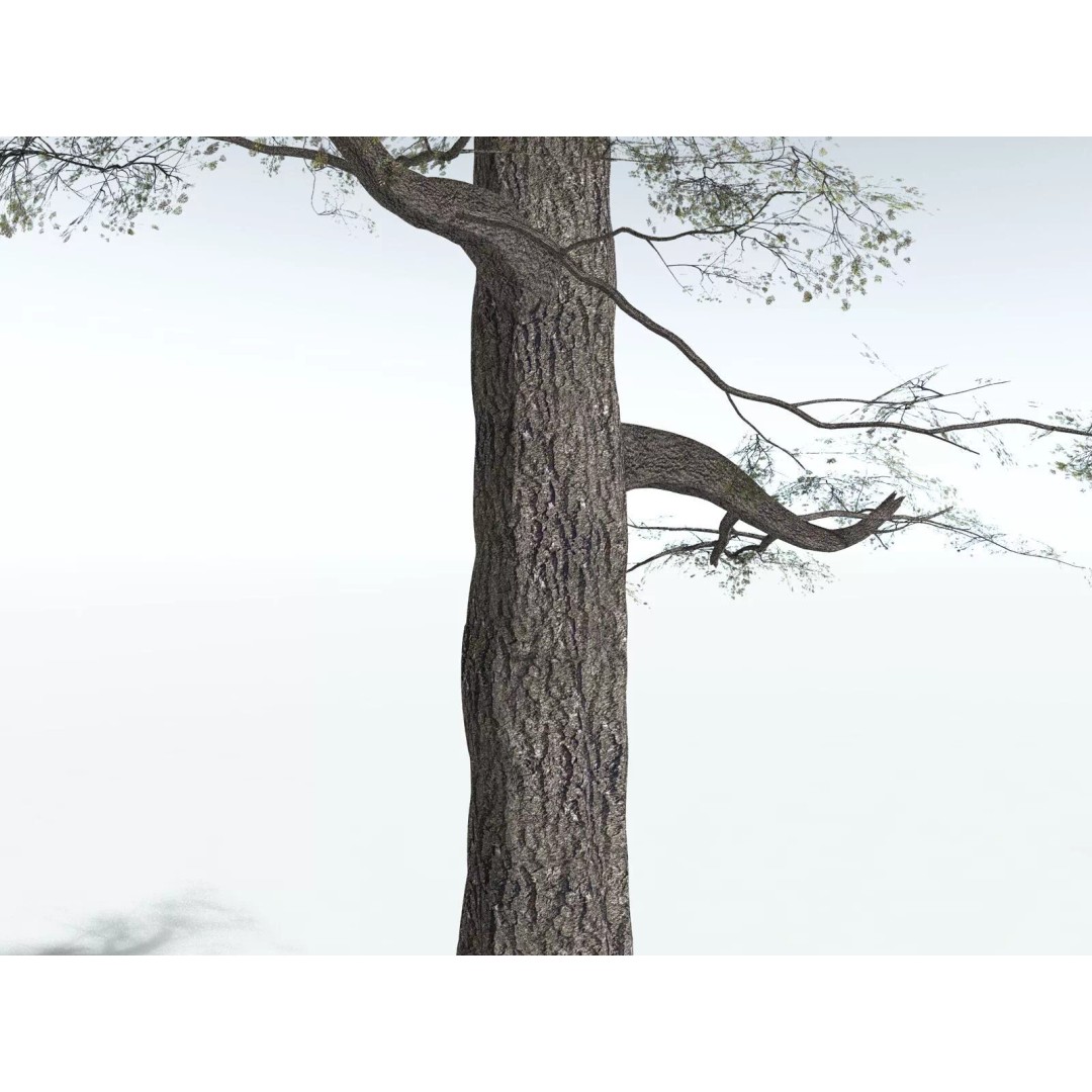 Sitka Spruce 3D Model – High Poly PBR Tree Asset, FBX - View 19