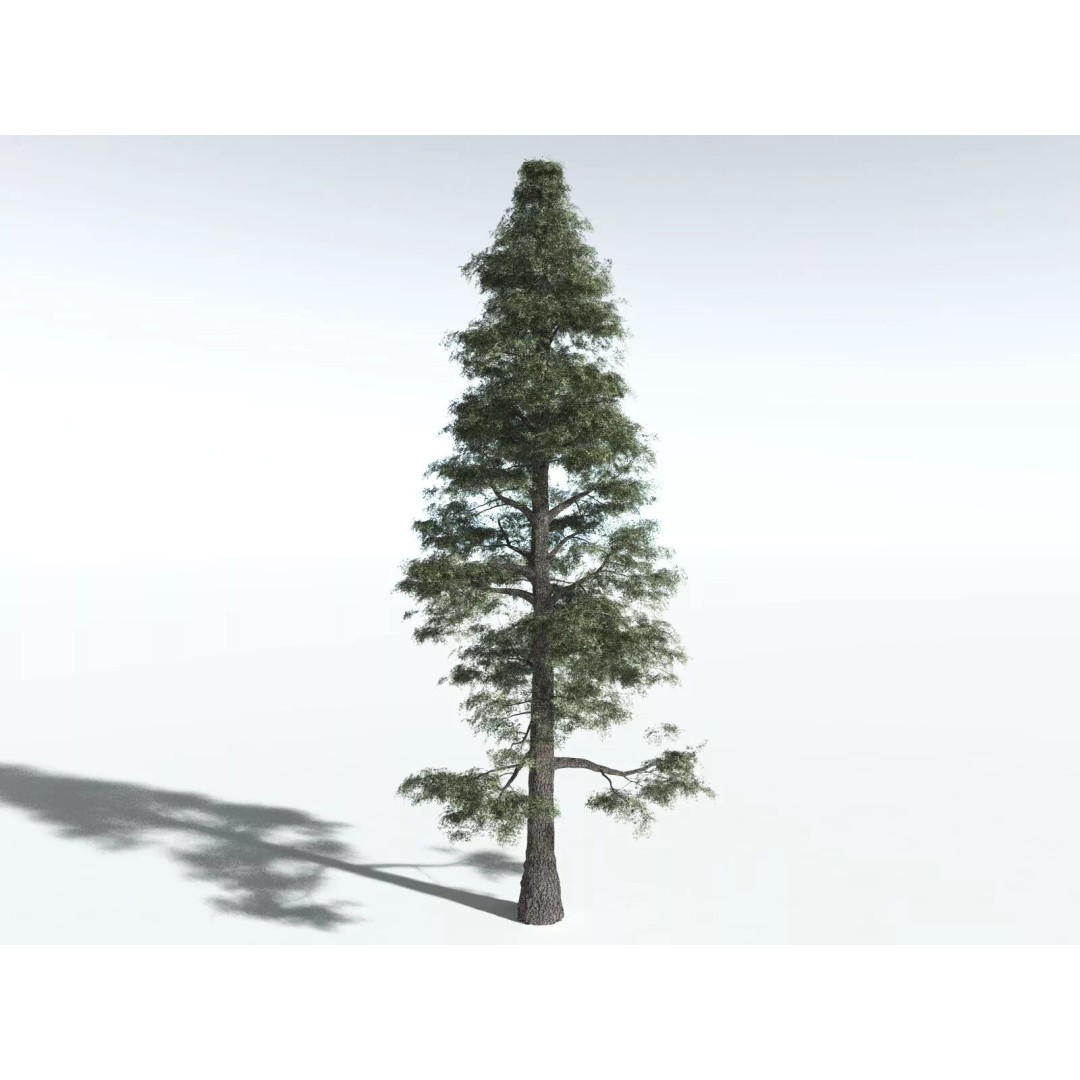 Sitka Spruce 3D Model – High Poly PBR Tree Asset, FBX - View 2