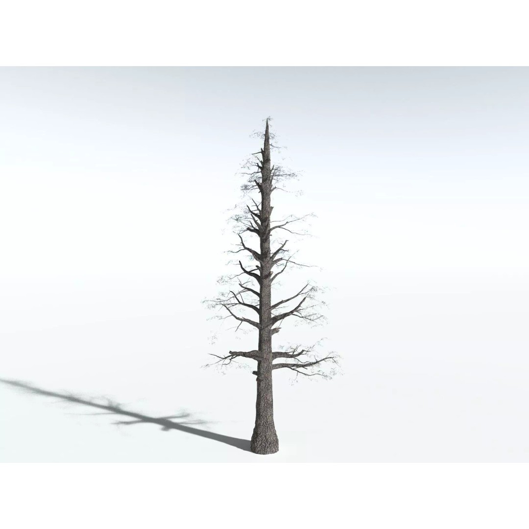 Sitka Spruce 3D Model – High Poly PBR Tree Asset, FBX - View 20