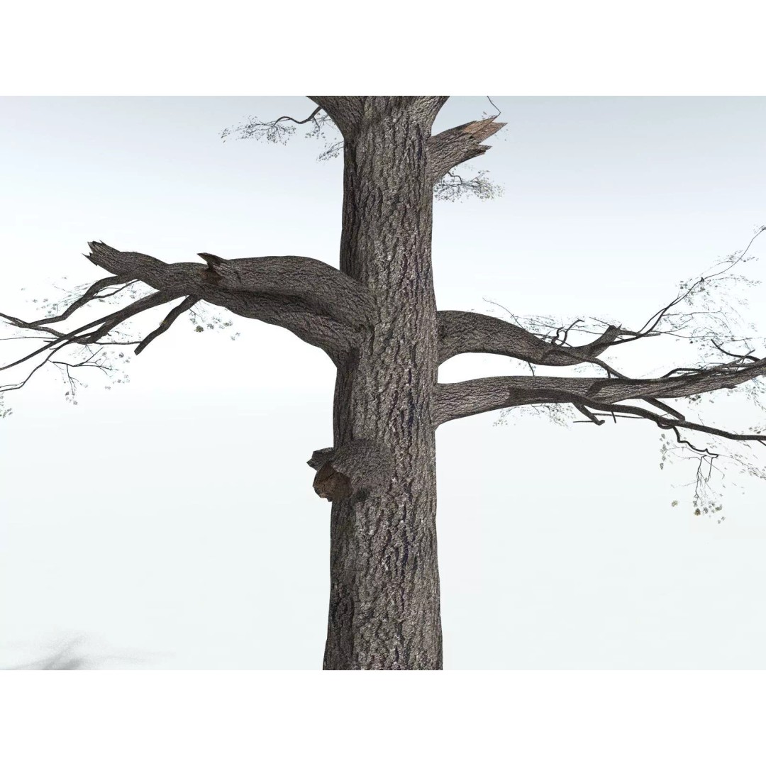 Sitka Spruce 3D Model – High Poly PBR Tree Asset, FBX - View 21