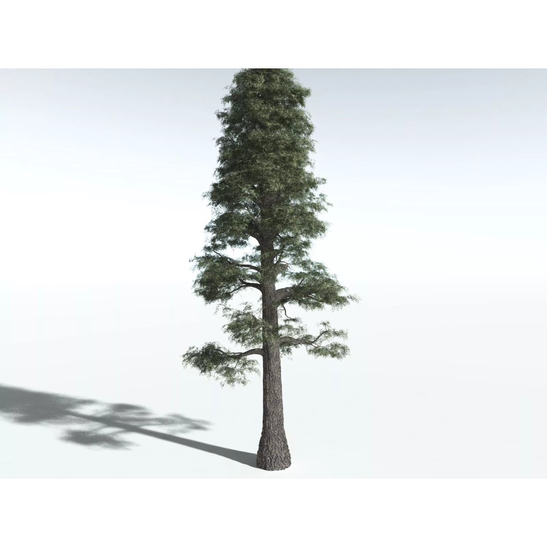 Sitka Spruce 3D Model – High Poly PBR Tree Asset, FBX - View 22