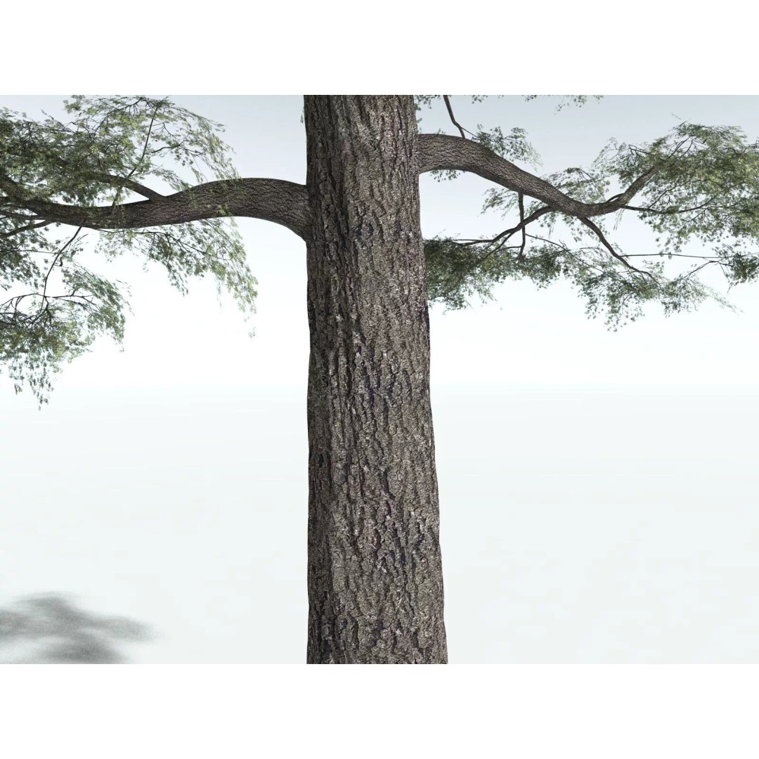 Sitka Spruce 3D Model – High Poly PBR Tree Asset, FBX - View 23