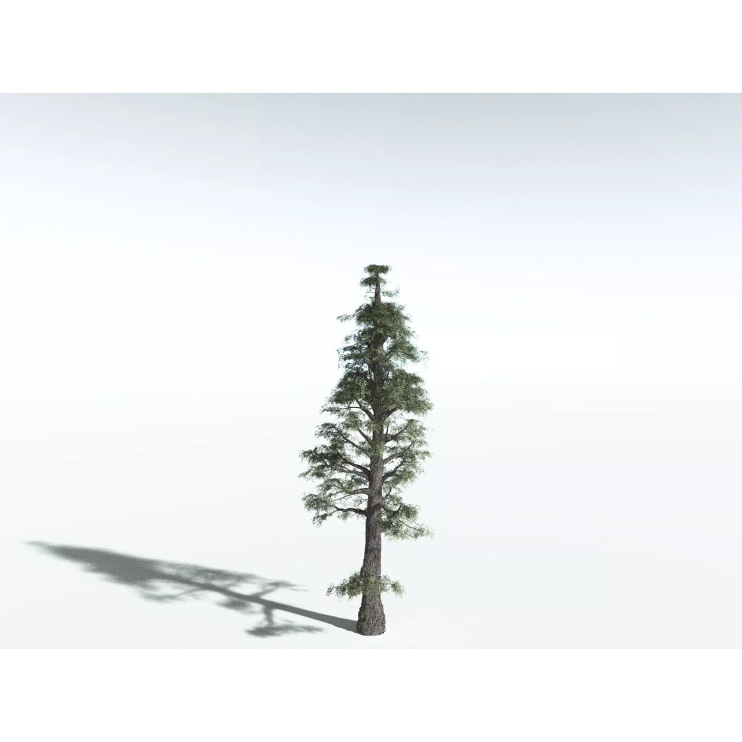Sitka Spruce 3D Model – High Poly PBR Tree Asset, FBX - View 24