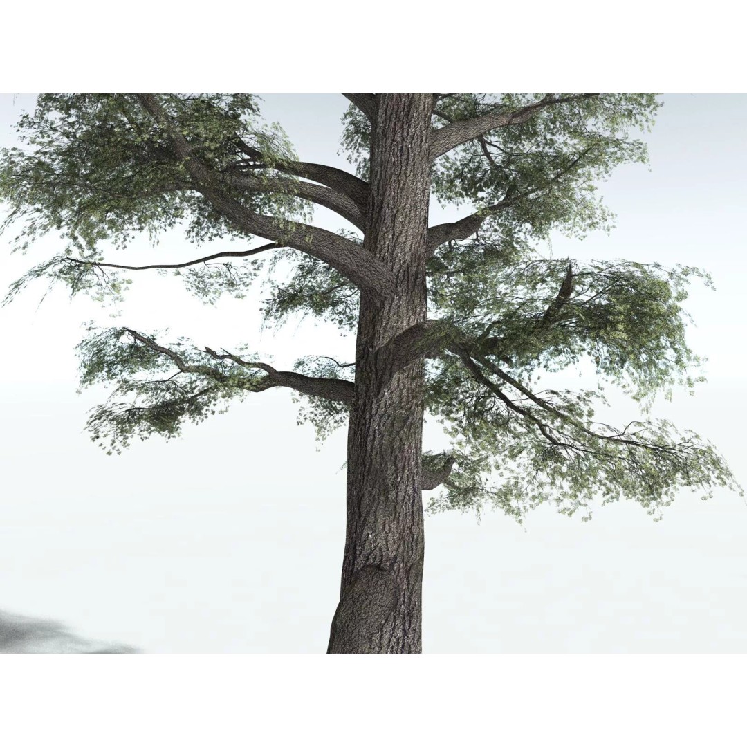 Sitka Spruce 3D Model – High Poly PBR Tree Asset, FBX - View 25