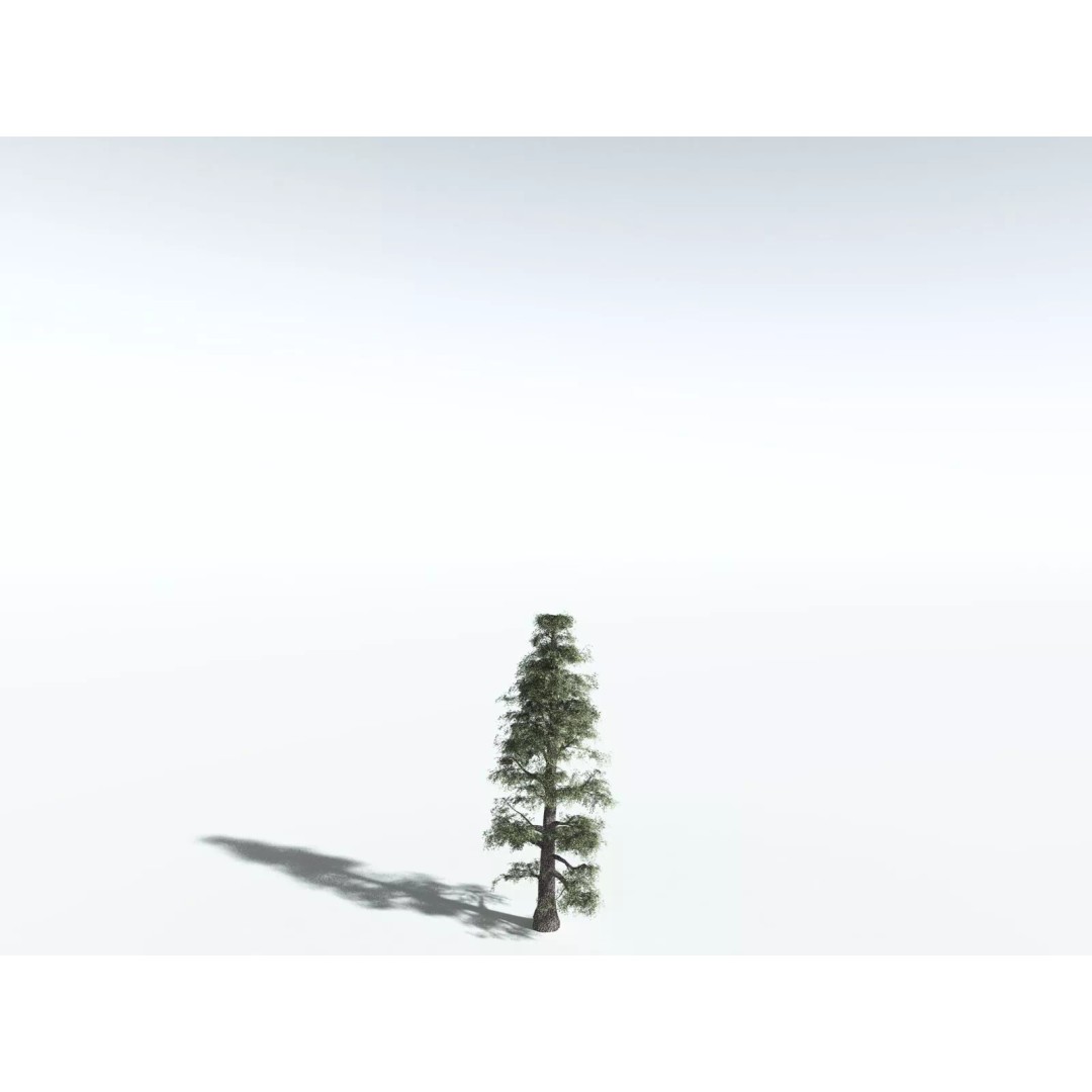 Sitka Spruce 3D Model – High Poly PBR Tree Asset, FBX - View 26
