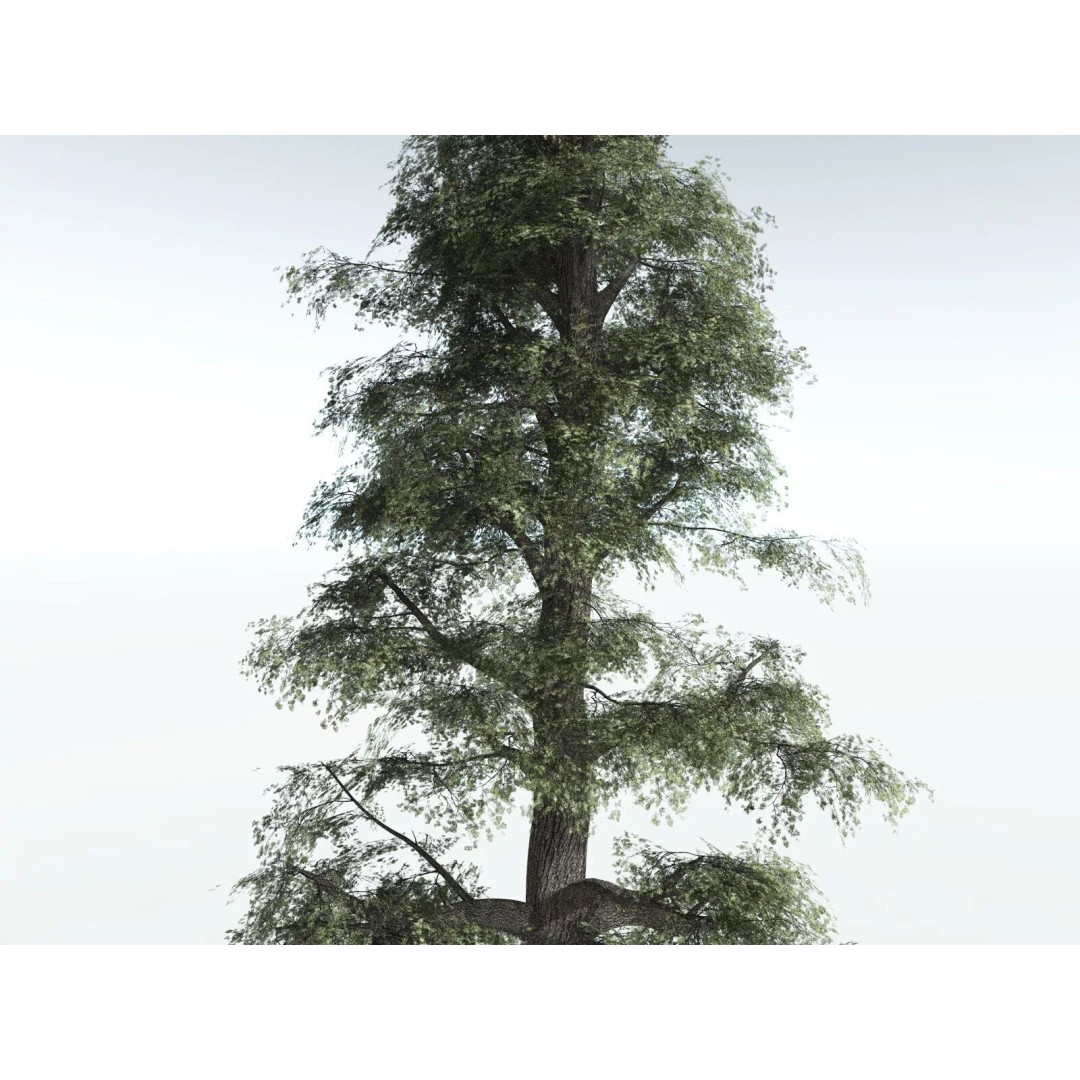 Sitka Spruce 3D Model – High Poly PBR Tree Asset, FBX - View 27