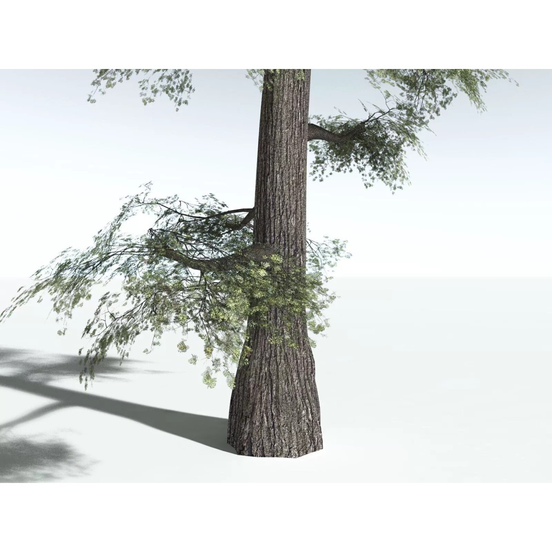 Sitka Spruce 3D Model – High Poly PBR Tree Asset, FBX - View 29
