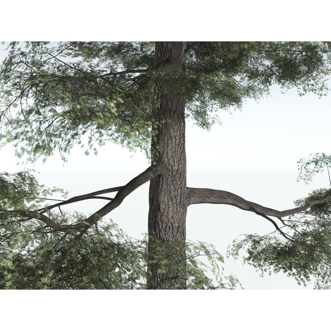 Sitka Spruce 3D Model – High Poly PBR Tree Asset, FBX - View 3