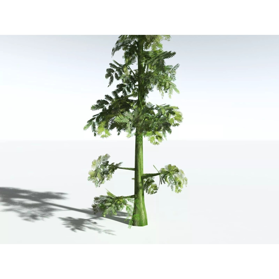 Sitka Spruce 3D Model – High Poly PBR Tree Asset, FBX - View 31