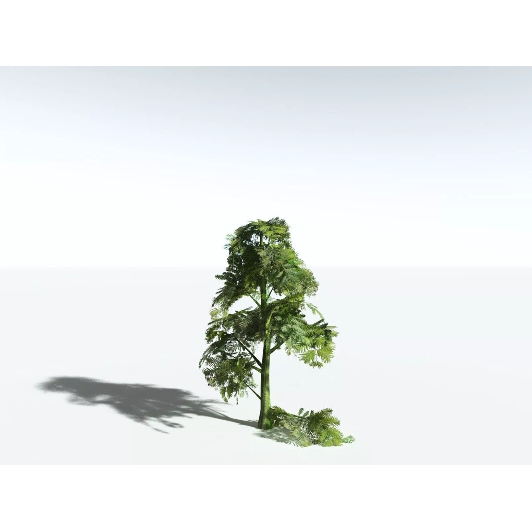 Sitka Spruce 3D Model – High Poly PBR Tree Asset, FBX - View 33