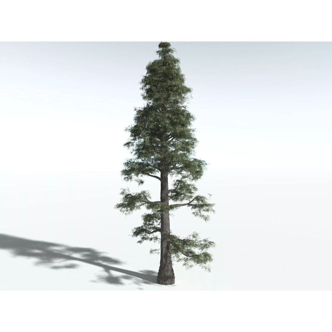 Sitka Spruce 3D Model – High Poly PBR Tree Asset, FBX - View 4