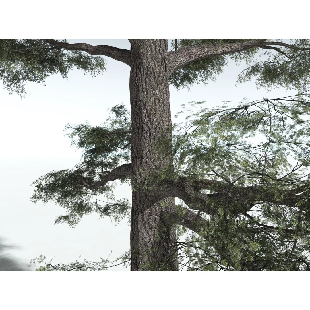 Sitka Spruce 3D Model – High Poly PBR Tree Asset, FBX - View 5