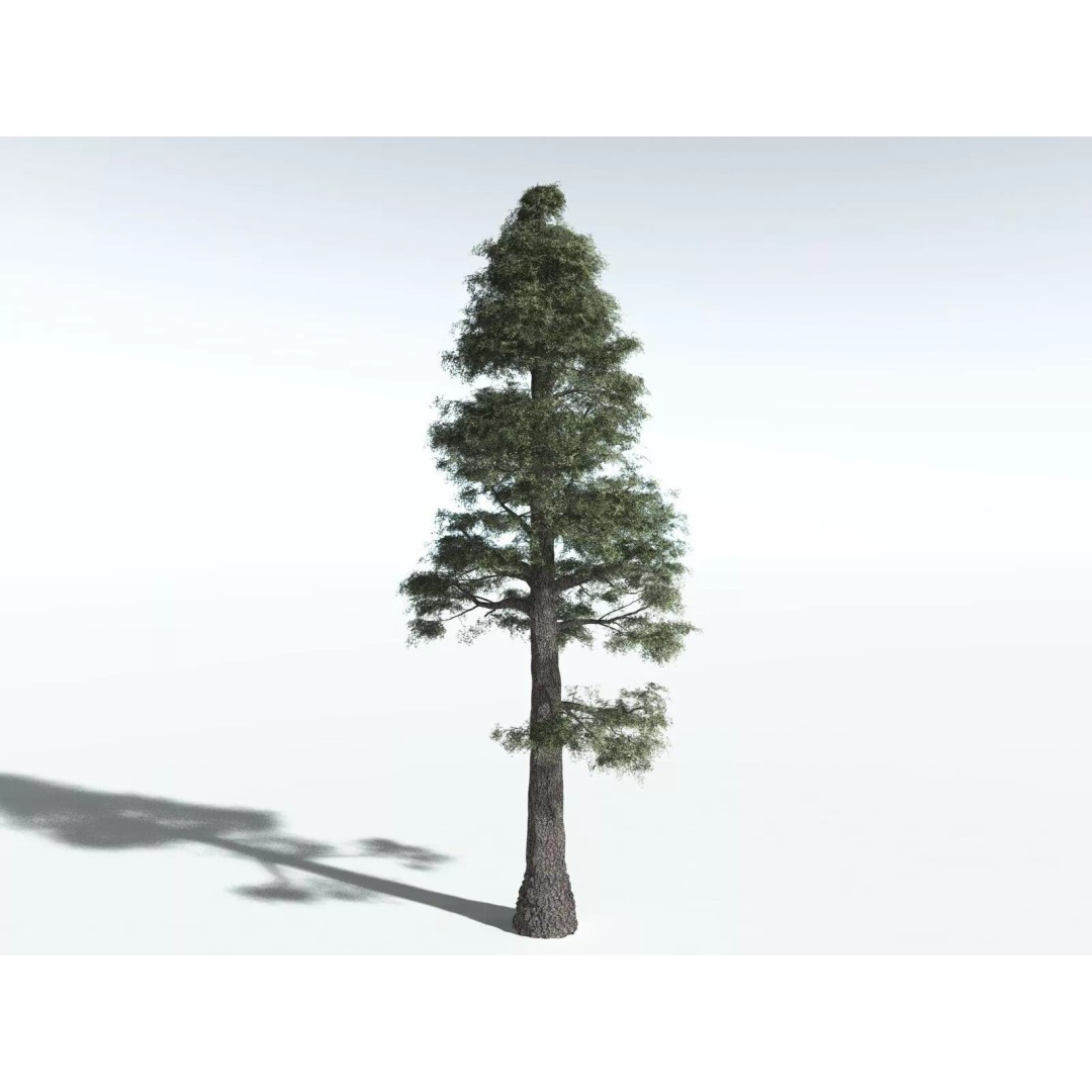 Sitka Spruce 3D Model – High Poly PBR Tree Asset, FBX - View 6