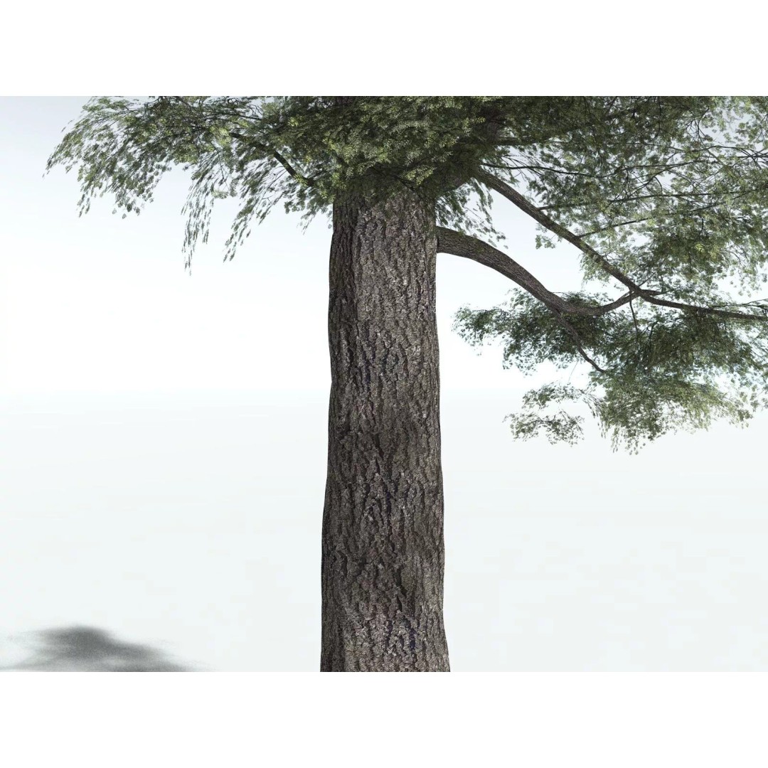 Sitka Spruce 3D Model – High Poly PBR Tree Asset, FBX - View 7