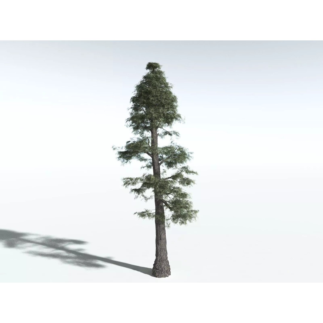 Sitka Spruce 3D Model – High Poly PBR Tree Asset, FBX - View 8