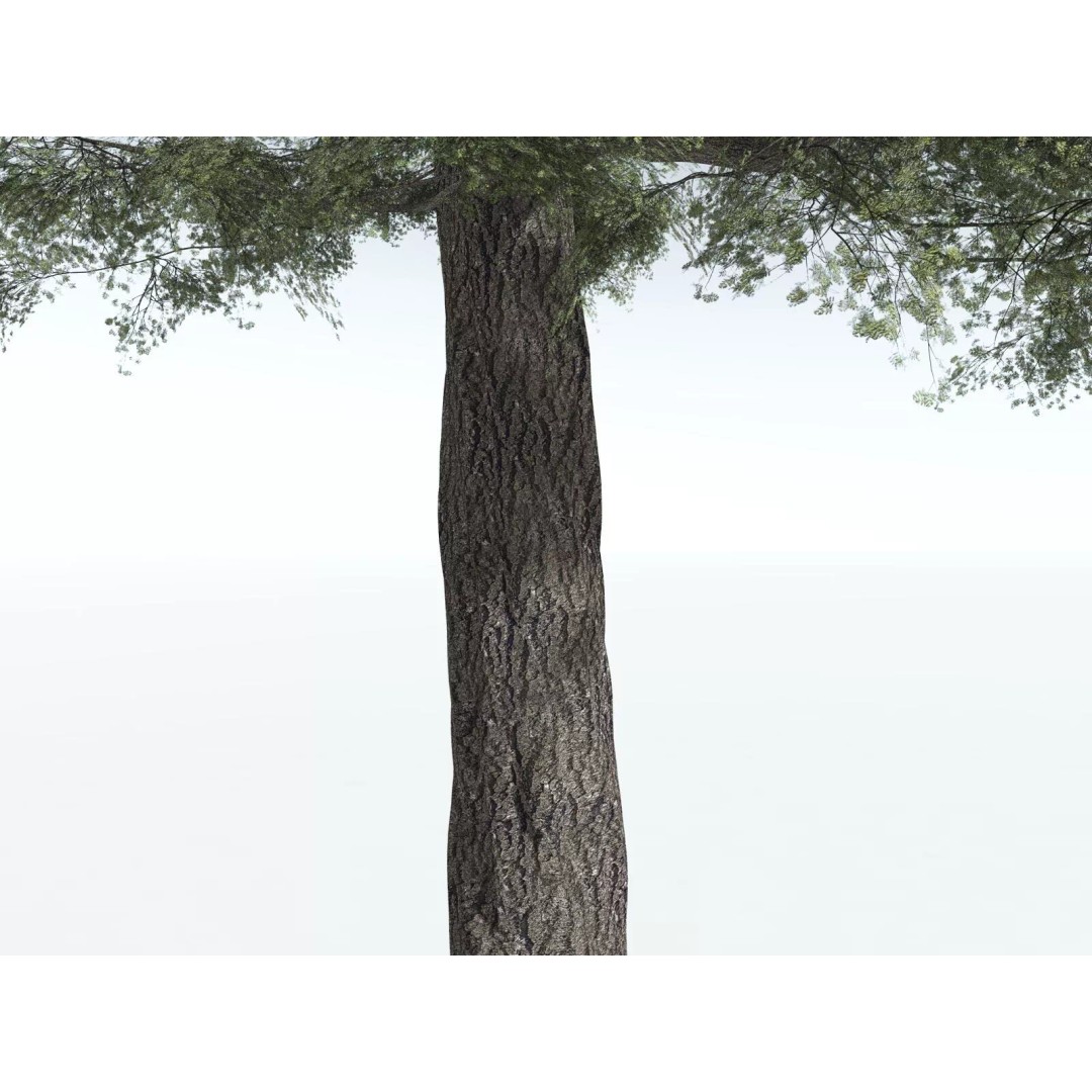Sitka Spruce 3D Model – High Poly PBR Tree Asset, FBX - View 9