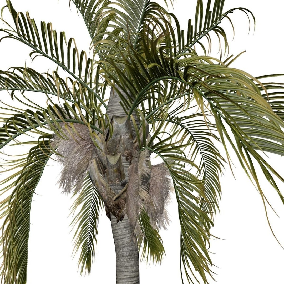 Queen Palm Tree 3D Model – Photorealistic Game Asset, FBX