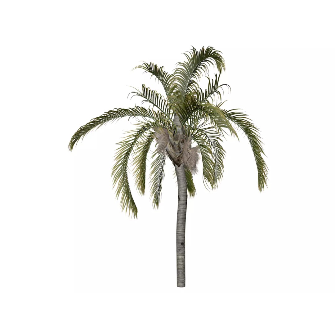 Queen Palm Tree 3D Model – Photorealistic Game Asset, FBX - View 2