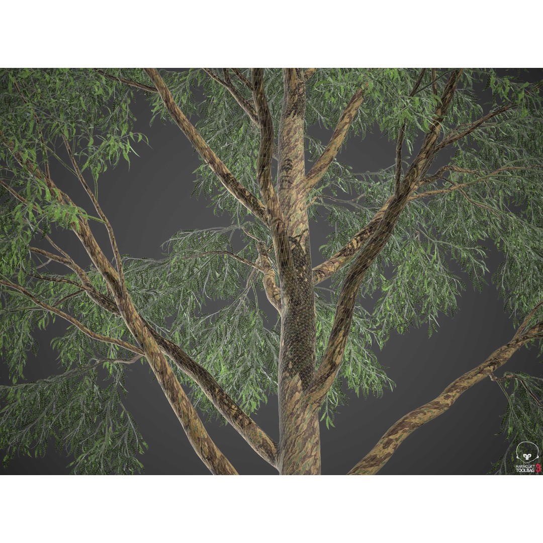Southern Blue Gum 3D Model – High Poly Eucalyptus Tree, PBR