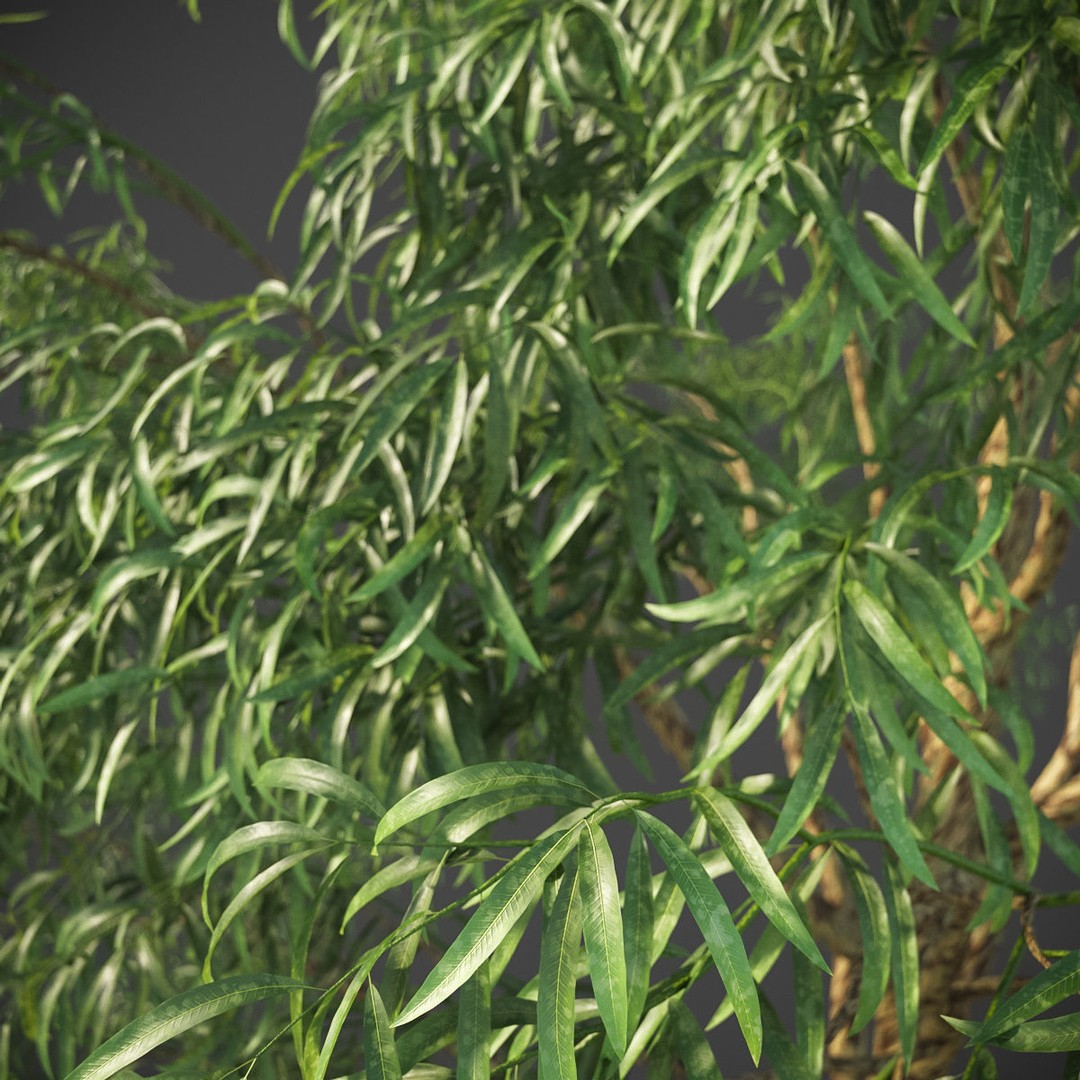 Southern Blue Gum 3D Model – High Poly Eucalyptus Tree, PBR - View 10